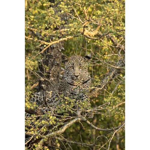 South Africa, Leopard cub hiding from hyenas